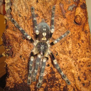 P.Subfusca