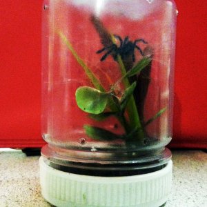 Avicularia Versicolor enclosure