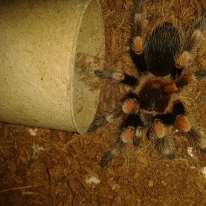 Brachypelma Smithi