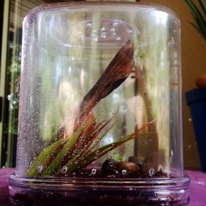 Avicularia Avicularia enclosure.