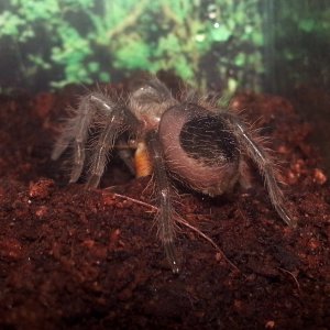 Slayer ( Brachypelma Emilia) eating ****roach