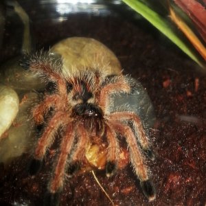 Shilo ( Avicularia Avicularia)