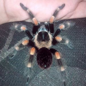 B smithi