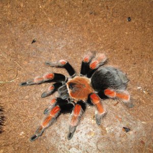 B.Boehmei