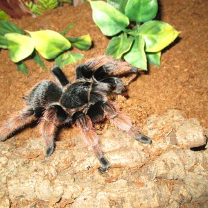 B.Klaasi feeding