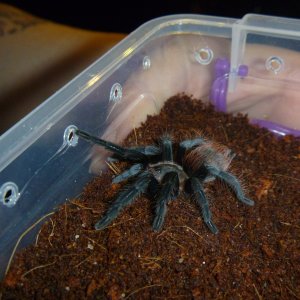 Skittish Brachypelma Vegans