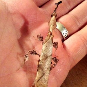 Ghost mantid adult