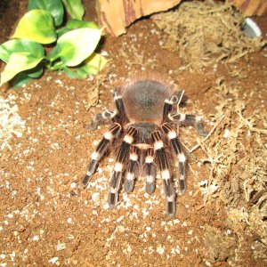 A.Geniculata