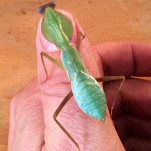 Javan shield mantid nymph