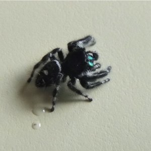 Phidippus audax