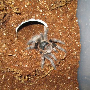 A.Insubtilis