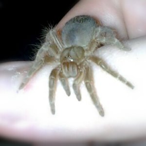 Swixter, Grammostola pulchripes sling