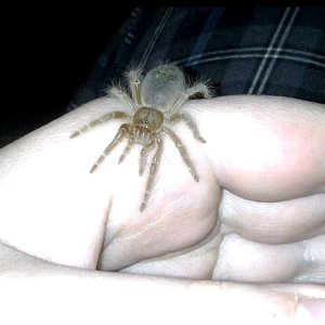 Swixter, Grammostola pulchripes sling