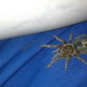 Swixter, Grammostola pulchripes sling