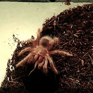 Swixter, Grammostola pulchripes sling