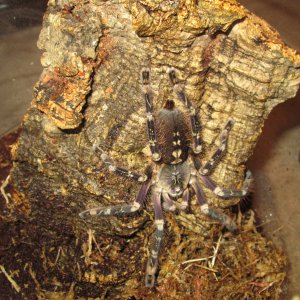 P.Subfusca