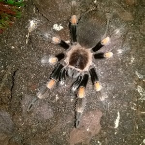 Sid! B.Smithi