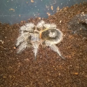 Dinky P.SP Tiger