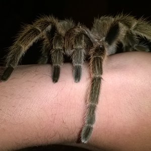 G. Porteri Strolling