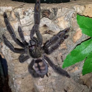 P. irminia