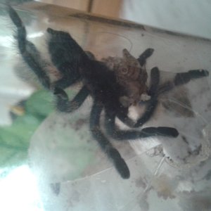 A Avicularia