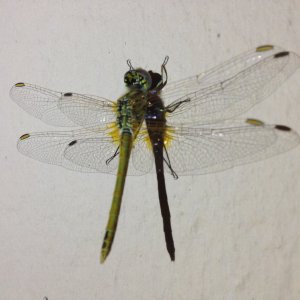 Random dragon-fly