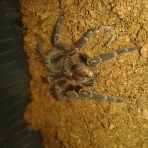 G Pulchripes