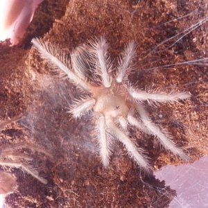 Freshly molted L. Difficilis
