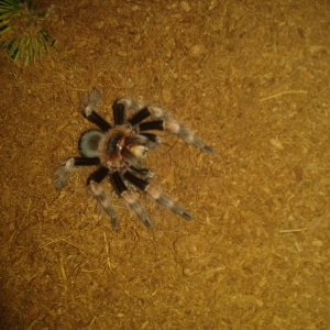 B Smithi