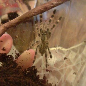 poecilotheria regalis