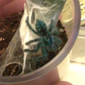 avicularia versicolor