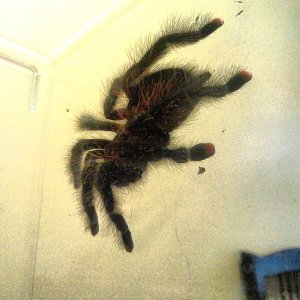 avicularia avicularia