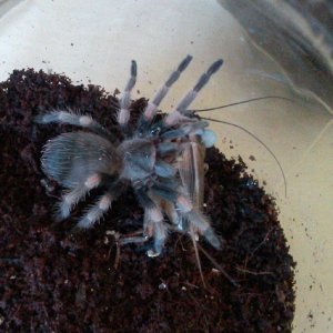 brachypelma smithi