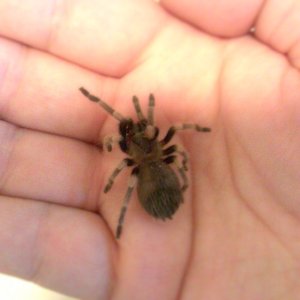 brachypelma smithi