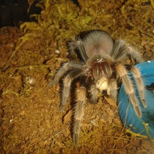 B Smithi