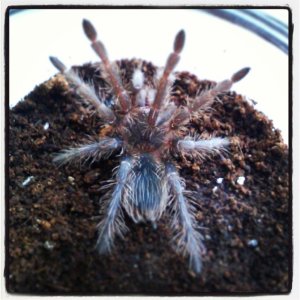 lasiodora parahybana