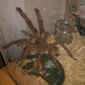 theraphosa stirmi