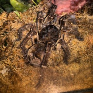 theraphosa stirmi