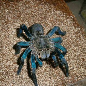 Jean (Haplopelma lividum)