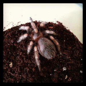 brachypelma smithi