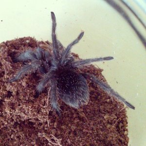 grammostola pulchra