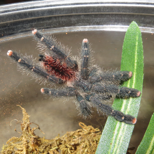 Zoe: Avicularia amazonica