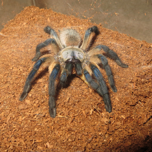 Monocentropus balfouri