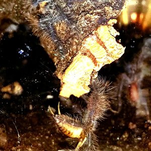 poecilotheria rufilata slings communal