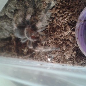 B Smithi