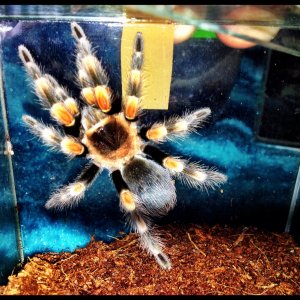 My young female Red Knee