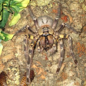 P.Ornata