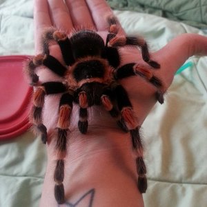 My beautiful b. smithi