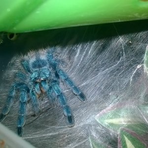 Avicularia Versicolour chowing down.