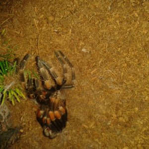 B Smithi